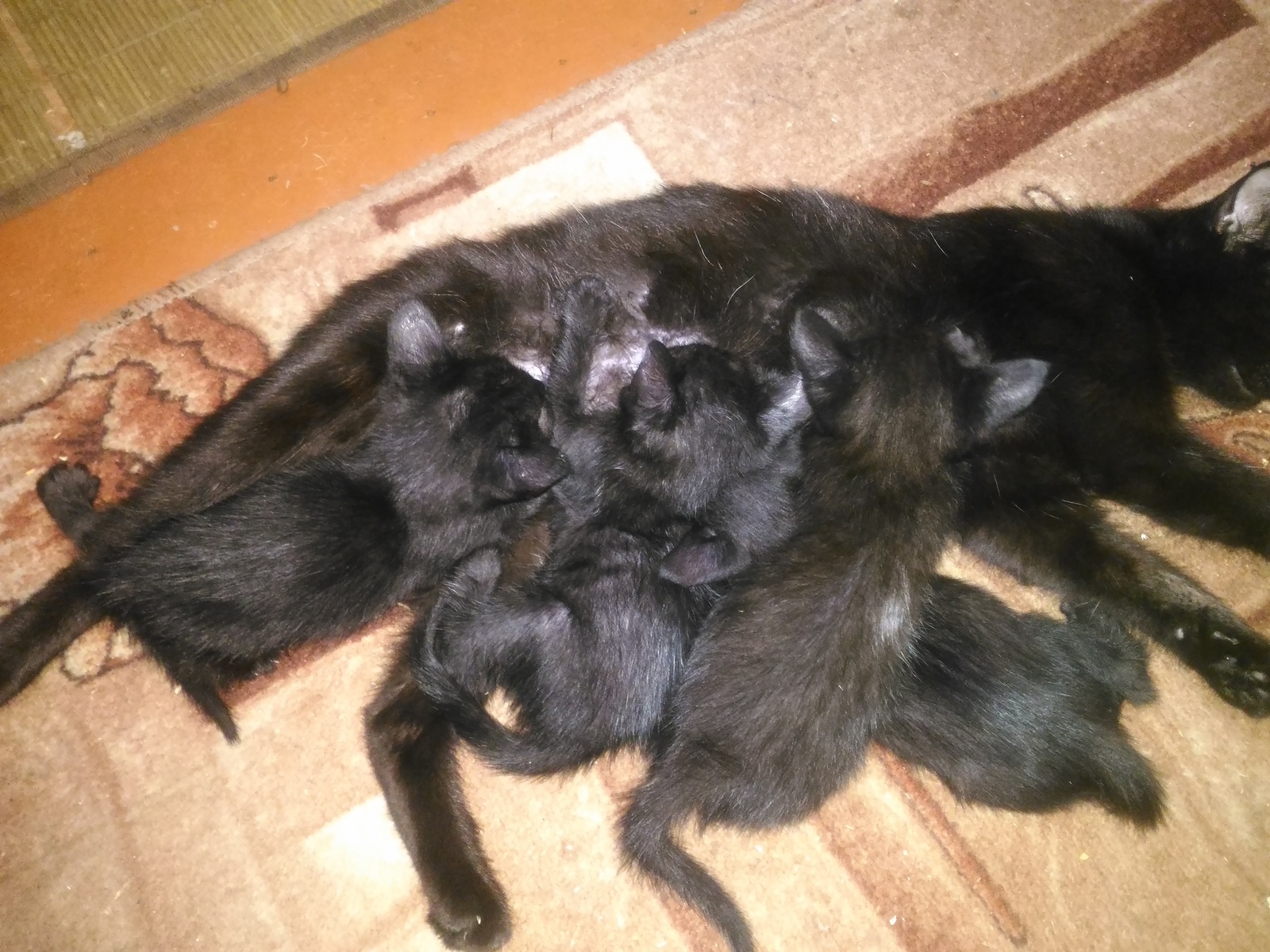 Help to attach kittens in Azov - My, cat, Help, In good hands, Azov