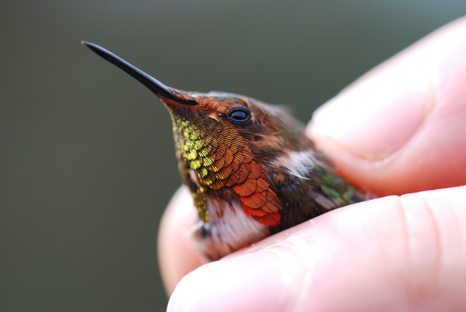 Crumbs in the palms - Birds, Hummingbird, Animals, Nature, The photo, Milota, Longpost