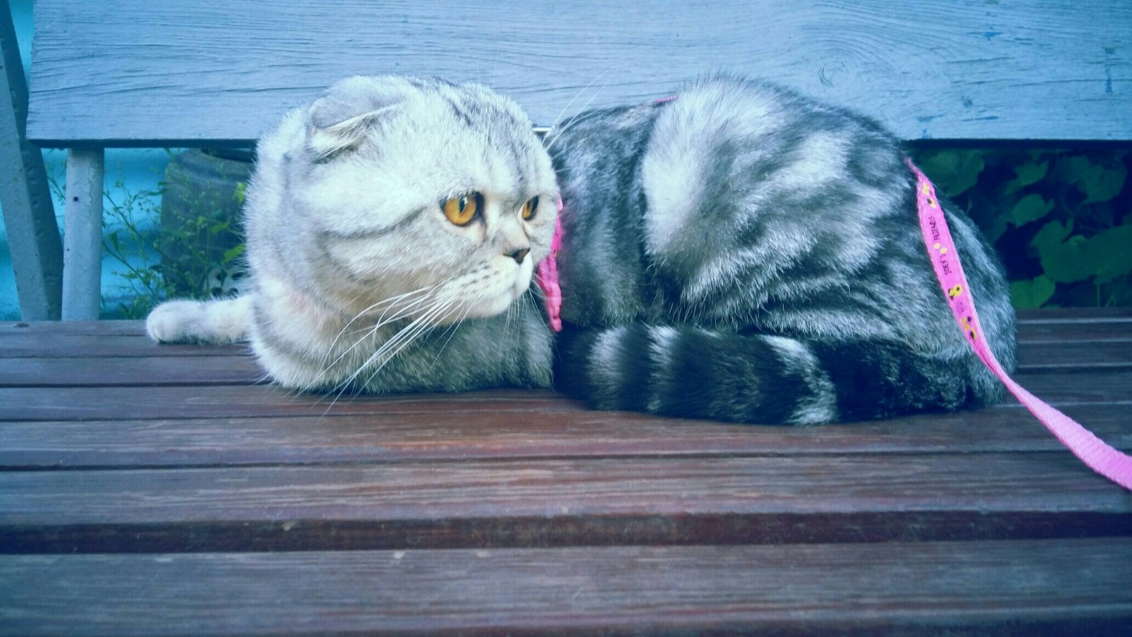 Vasya on a walk - My, cat, , Scottish lop-eared, Longpost