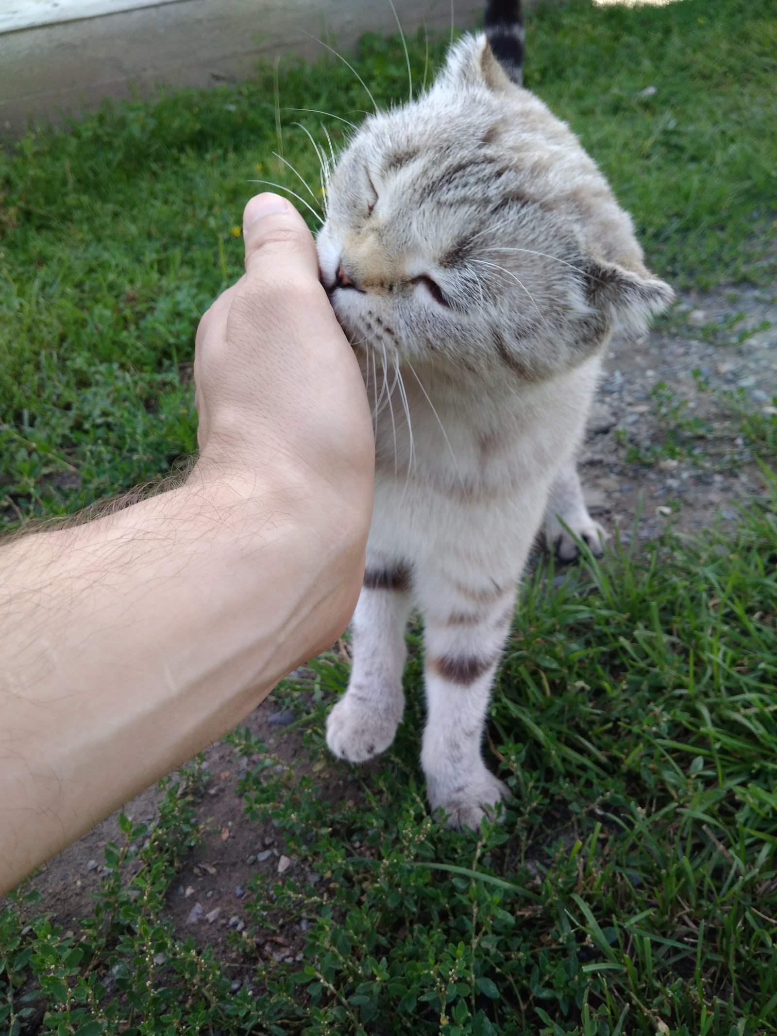 Алтайский котик - Моё, Котофото котики, Фотография, Алтай, Длиннопост, Кот, Республика Алтай