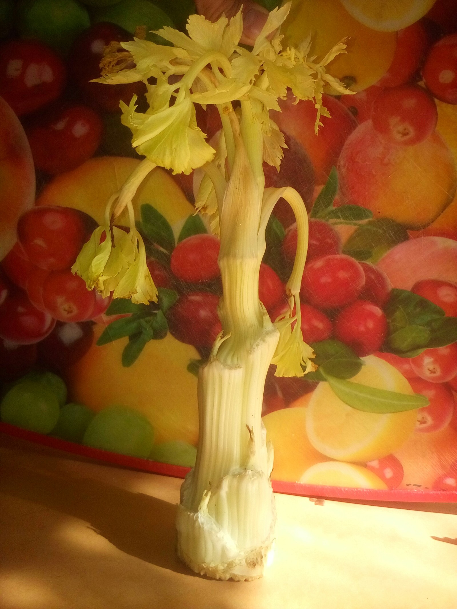 With a slight movement of the hand, the celery stalk turns into... - My, Celery, magic tree, Longpost