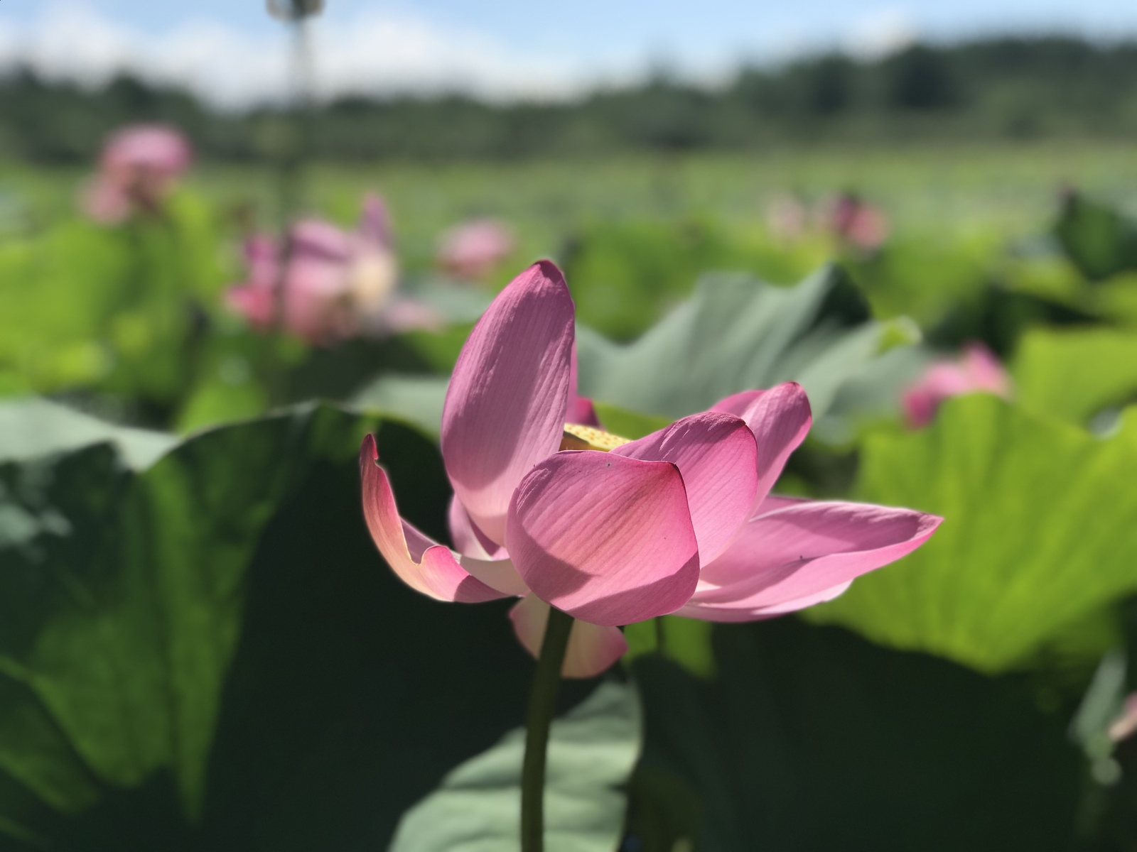 Lotuses - My, Iphone 7 plus, The photo, Lotus, Longpost