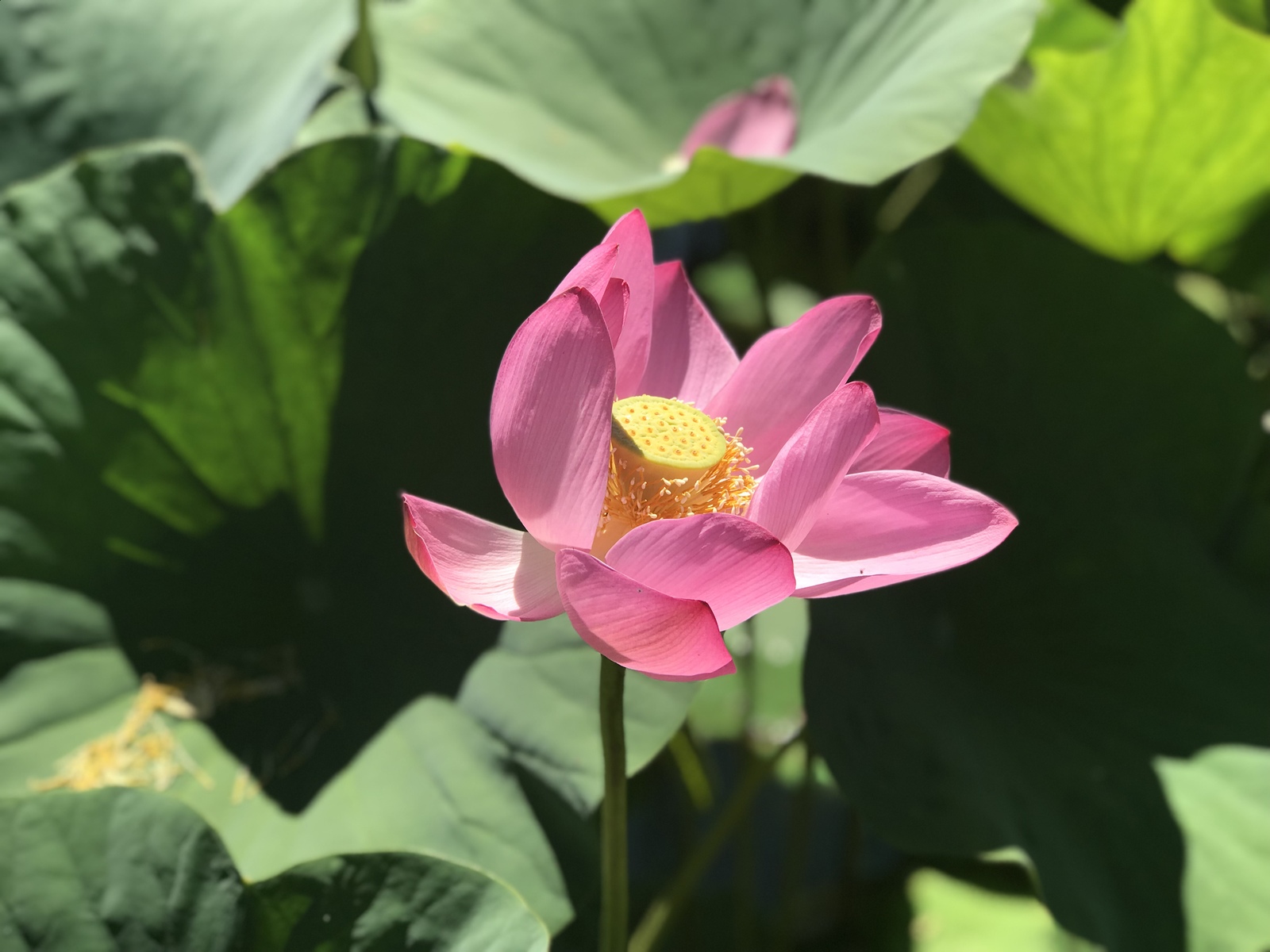 Lotuses - My, Iphone 7 plus, The photo, Lotus, Longpost