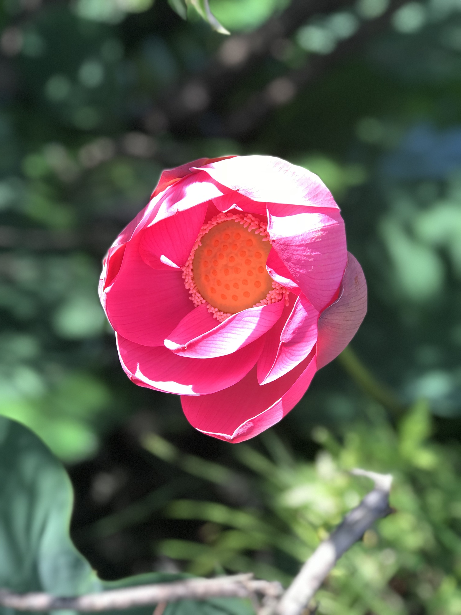 Lotuses - My, Iphone 7 plus, The photo, Lotus, Longpost