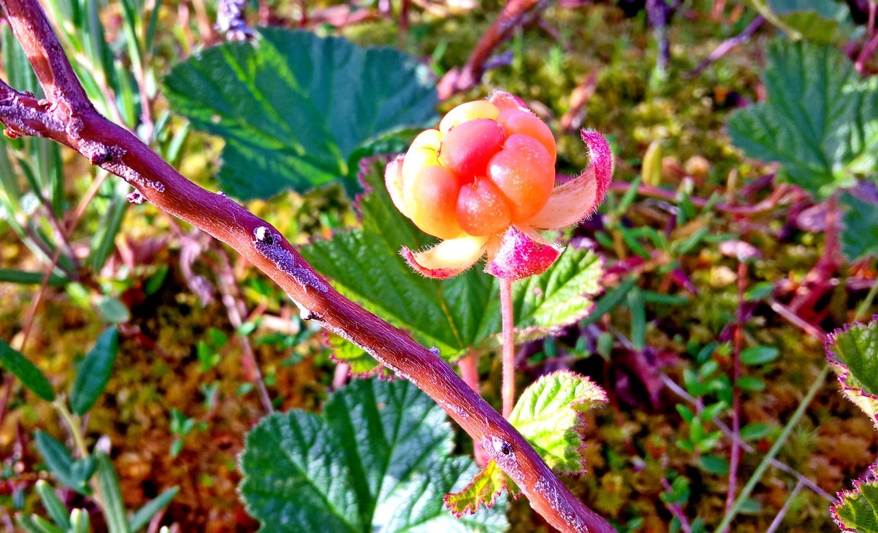 Summer gifts of the tundra - Cloudberry, Tundra, Naryan-Mar, Summer