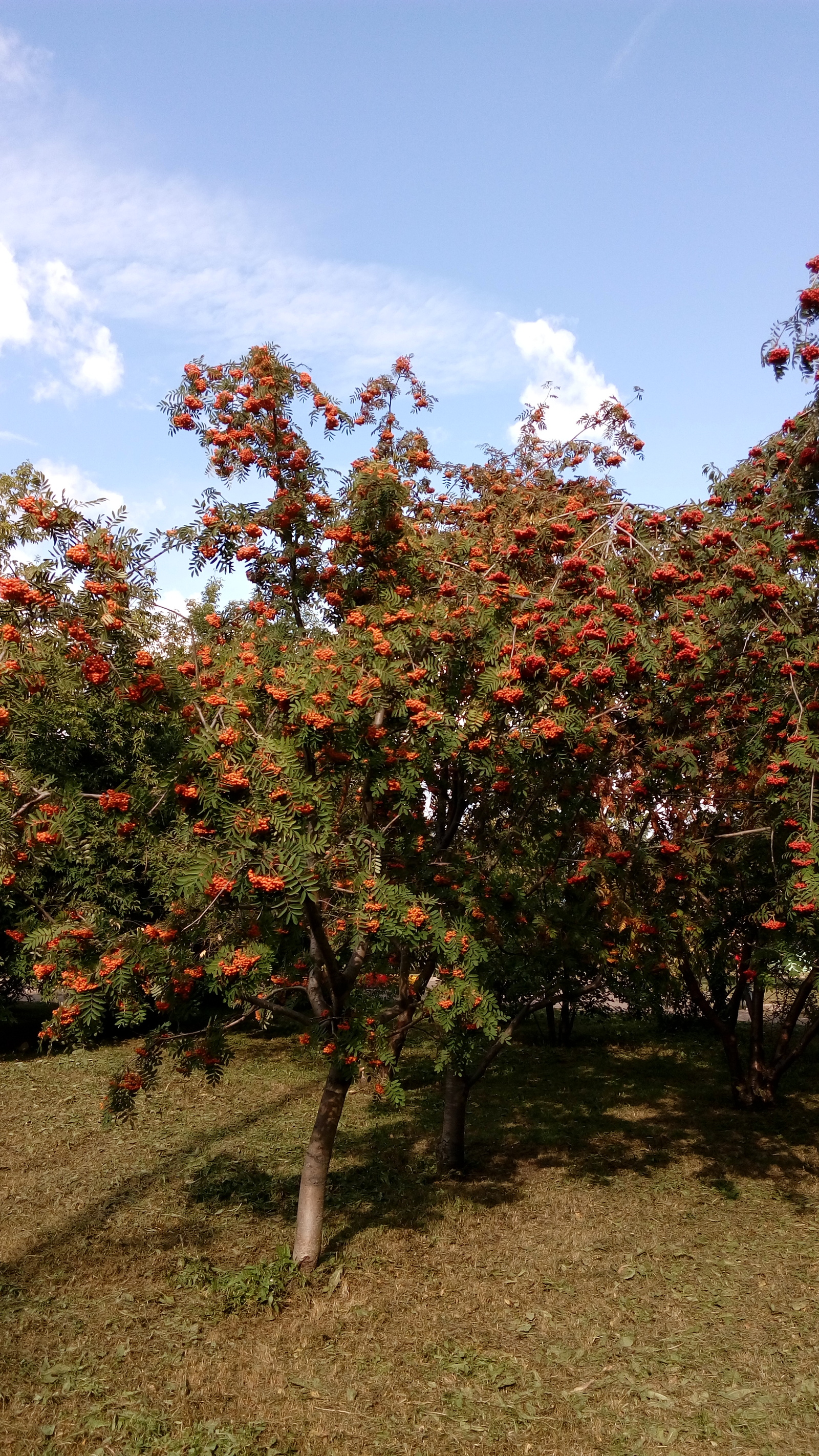 Lots of rowan this year - My, Rowan, Lot