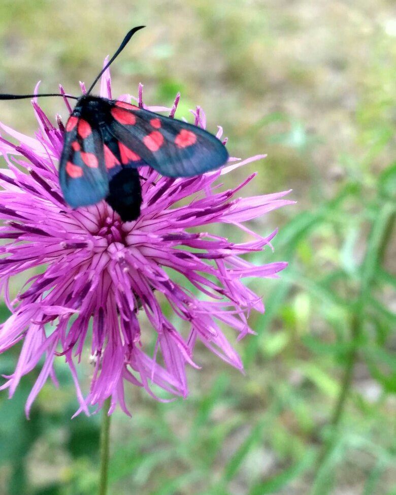 Butterfly - My, My, The photo, Sister, Beautiful, beauty of nature, Butterfly, Summer, Sisters