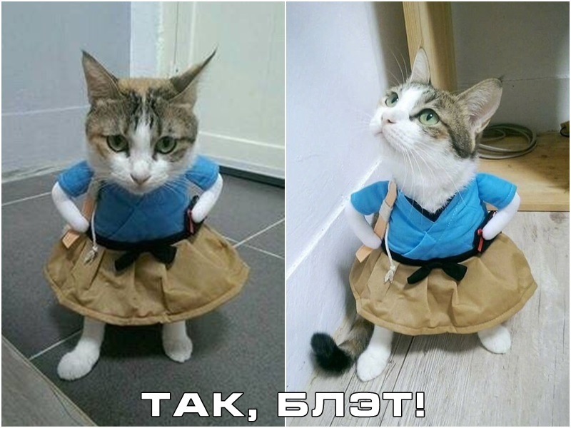 When the owner did not congratulate you on the day of cats - cat, Cat Day, So blet