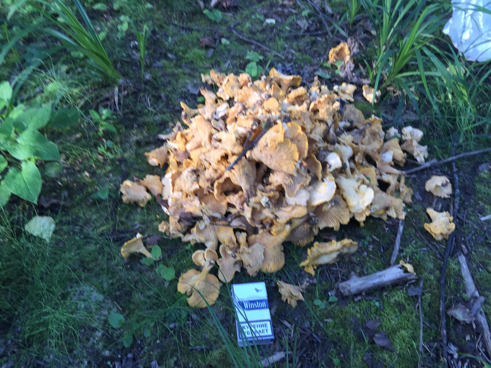 Chanterelles :) - Mushrooms, Silent hunt, Forest