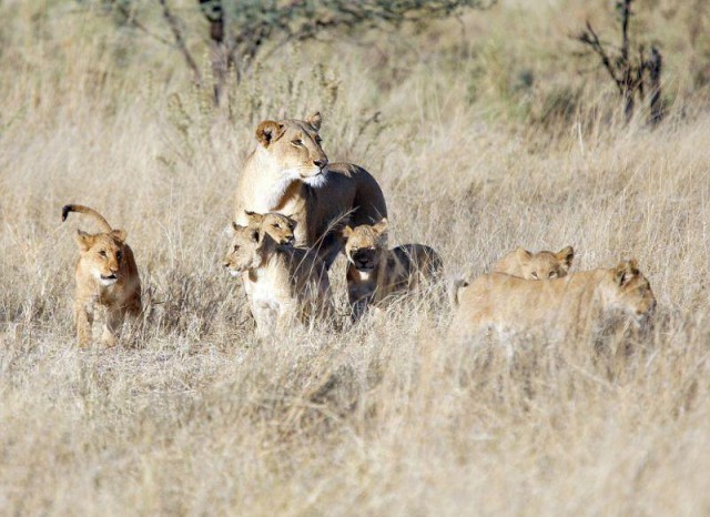 The king of beasts gets stuck [Where is the salary?! - The beast, a lion, King of beasts, Plugging, Safari, , Longpost