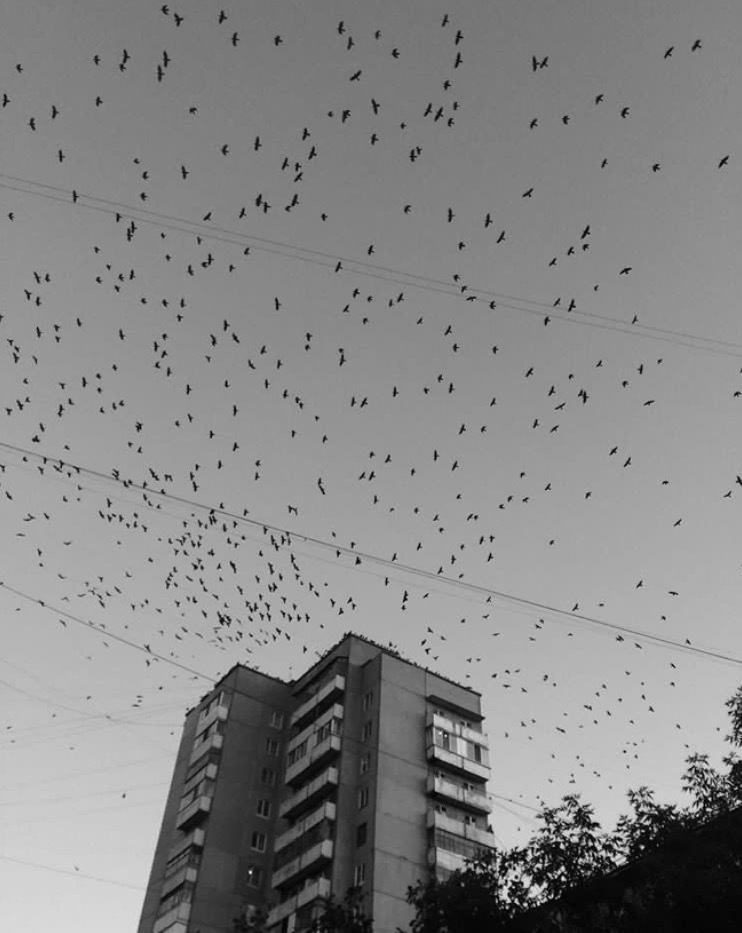 Just like in Night Watch - My, Omsk, Birds, Flock