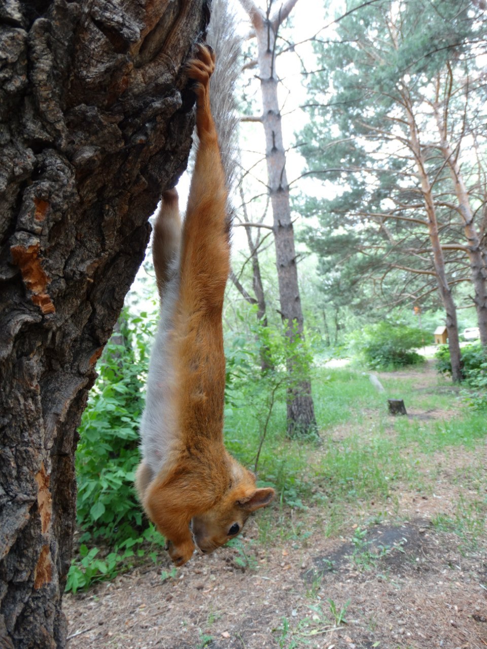 Give me wings, I feel like a bat... - Squirrel, Tree, Upside down, Forest