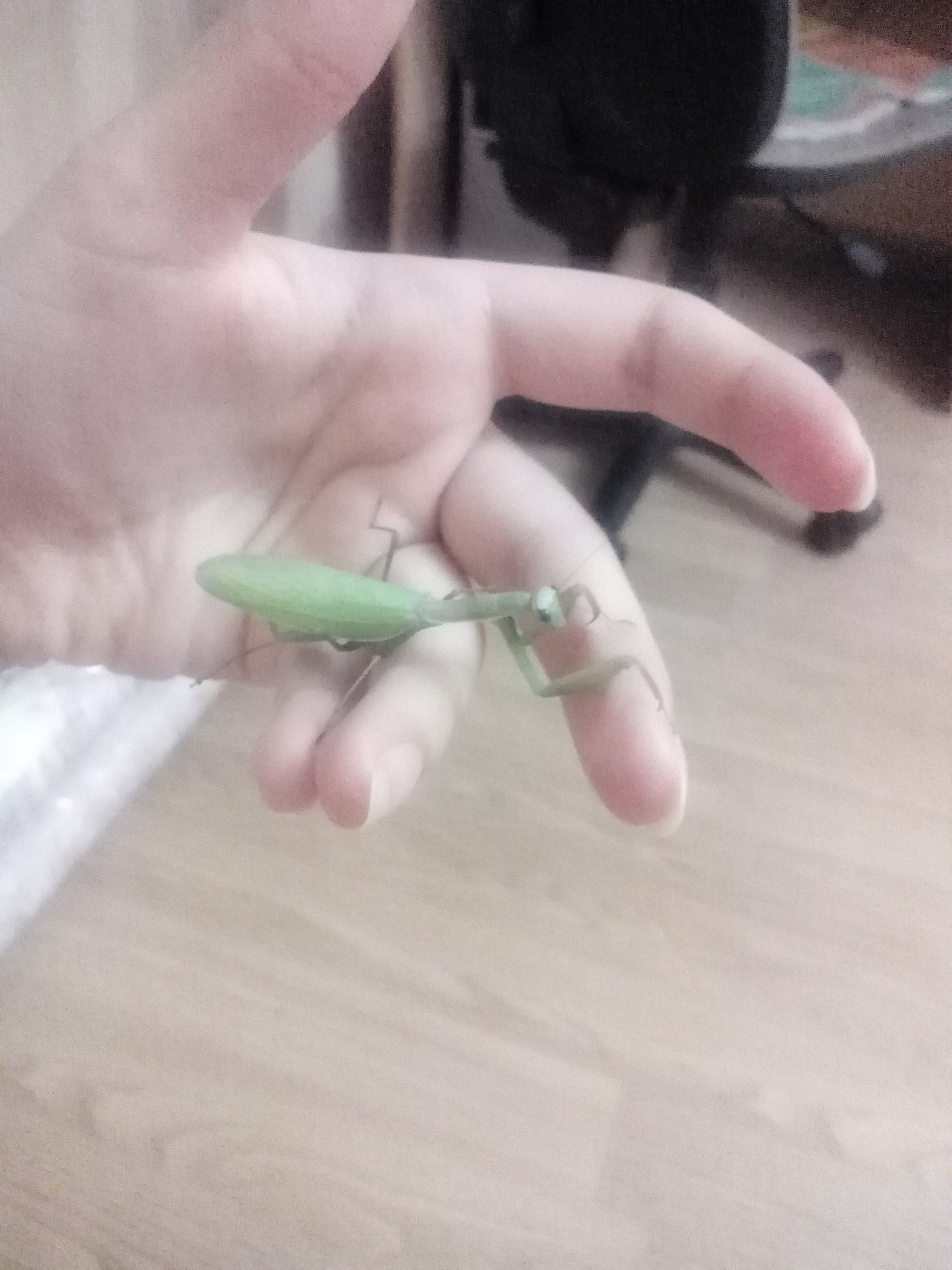 My friend flew through the window on the 7th floor. In Belarus for the first time I see this miracle :) - My, Mantis, Friend, Republic of Belarus