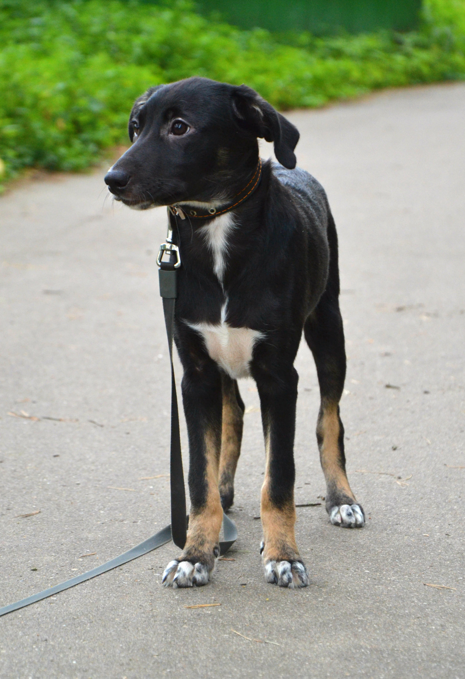 Summer Snowflake in good hands - Dog, Looking for a home, In good hands, Text, Interesting, Animals, Tenderness, Summer, Longpost