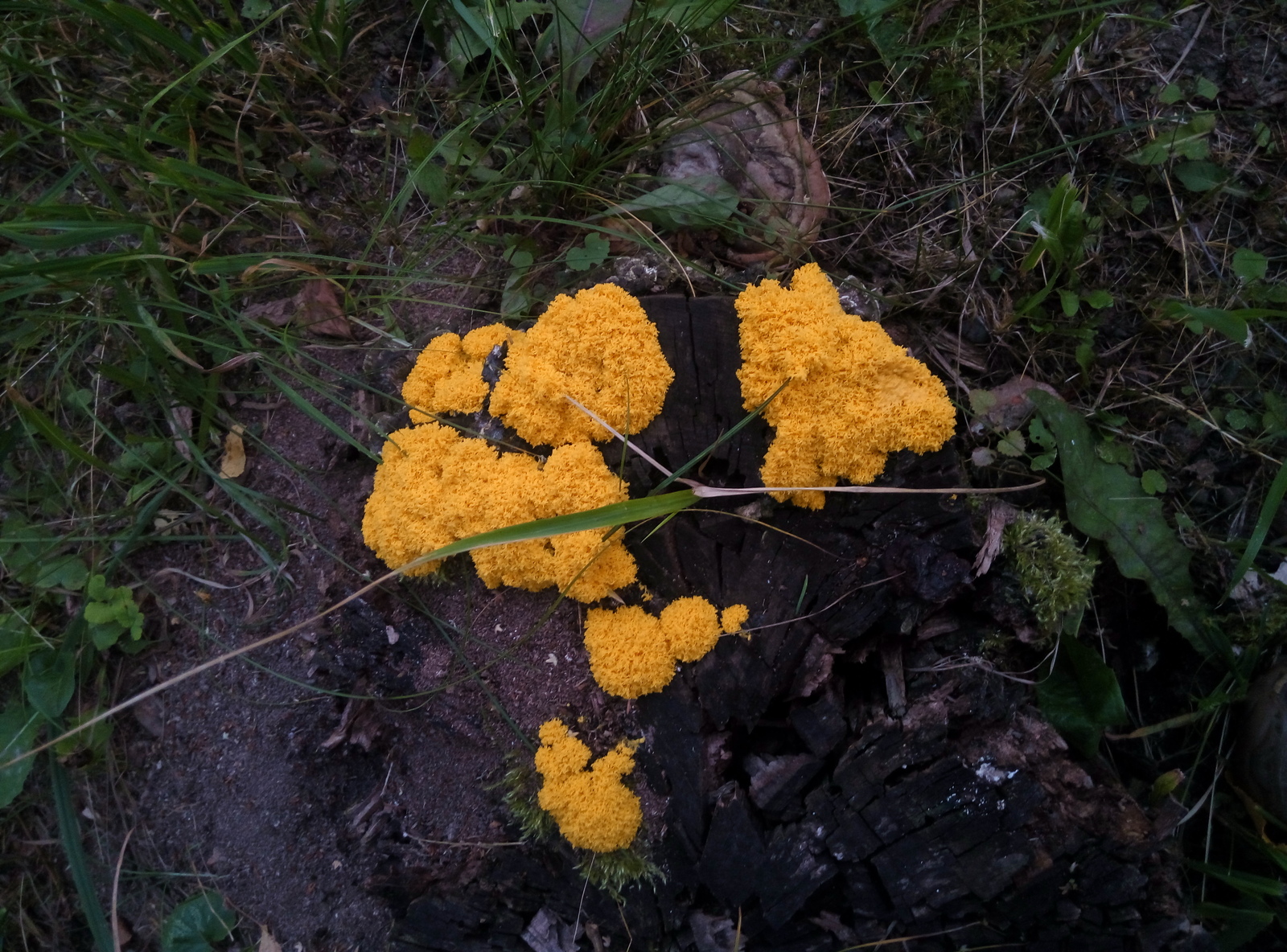 What is this thing that has grown on a stump - Unclear, Stump