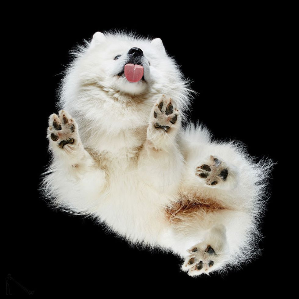 Dogs in an unusual perspective) - Dog, Portrait, Foreshortening, A selection, Basenji, Samoyed, Longpost