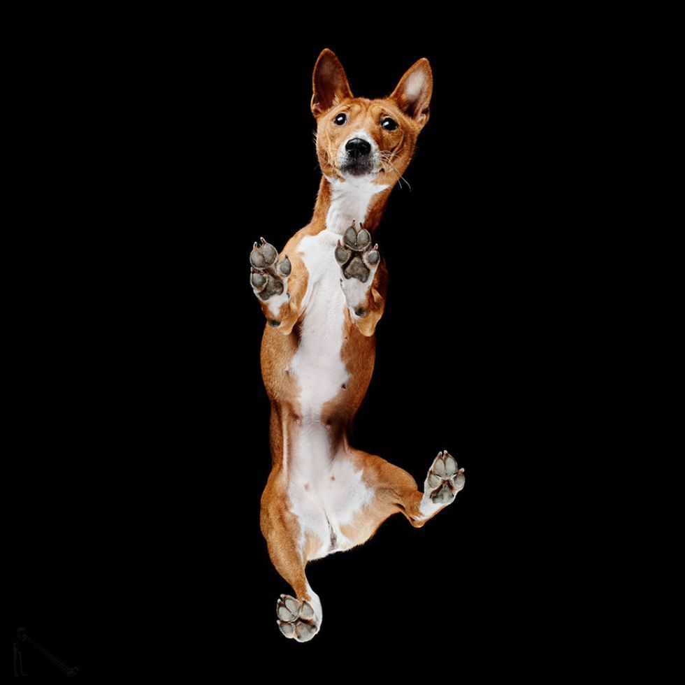 Dogs in an unusual perspective) - Dog, Portrait, Foreshortening, A selection, Basenji, Samoyed, Longpost