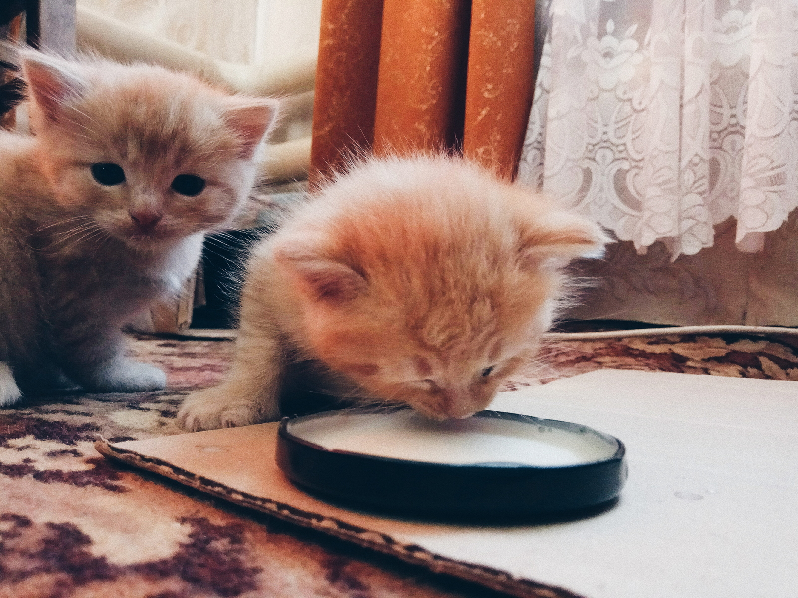 The first independent attempts to eat as the first steps :3 - My, cat, Redheads, Cat Red Cat!