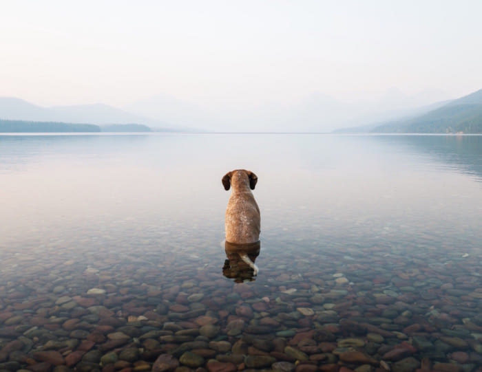 What is this dog thinking? - The photo, Dog, Water