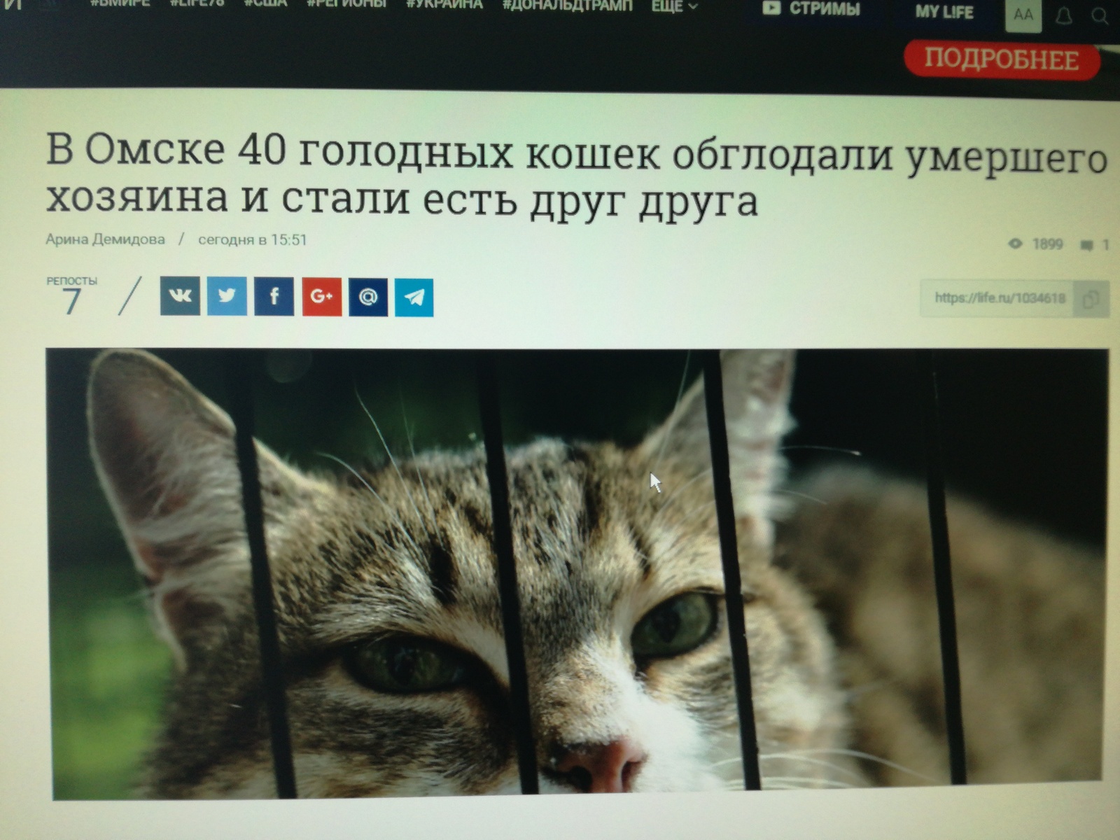 Saratov, your move... - Saratov, cat, Death