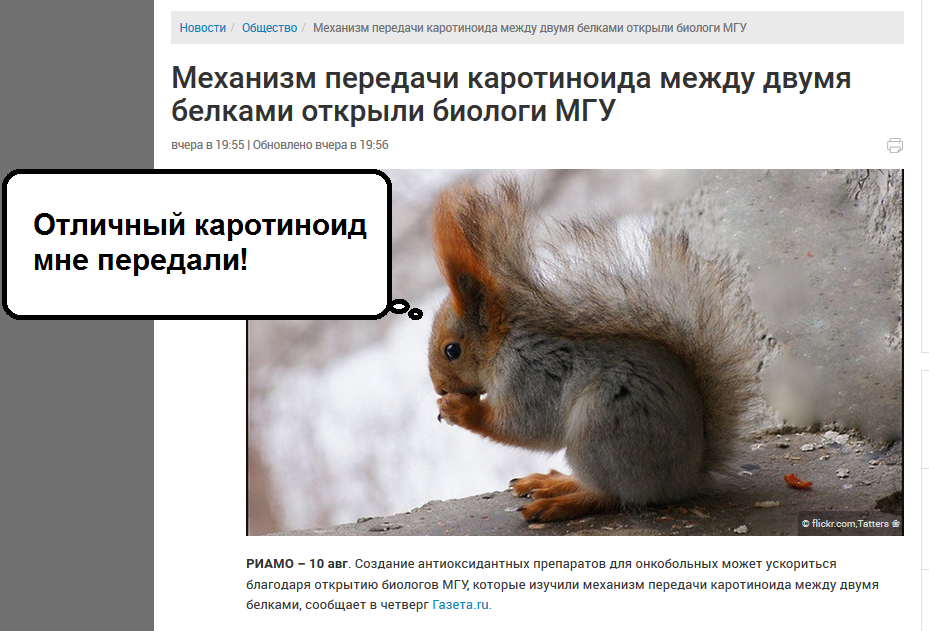 A mechanism for transferring something between two fluffy ones... the picture has been added... we are placing it! - news, Squirrel, Biochemistry, Error, Curiosity, Journalists, media, Scientists, Media and press