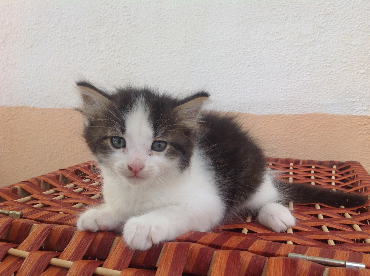 I will give kittens to a good home - My, In good hands, cat, Подмосковье, , Longpost