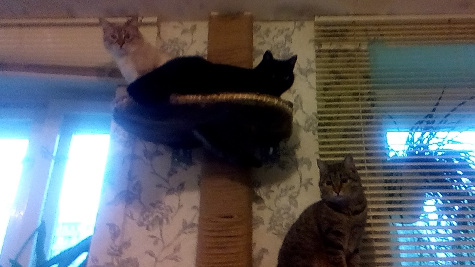 Pipe decor (scratching post) - My, My, cat, Repair, Decor, Scratching post, , Lynx, Night, Longpost