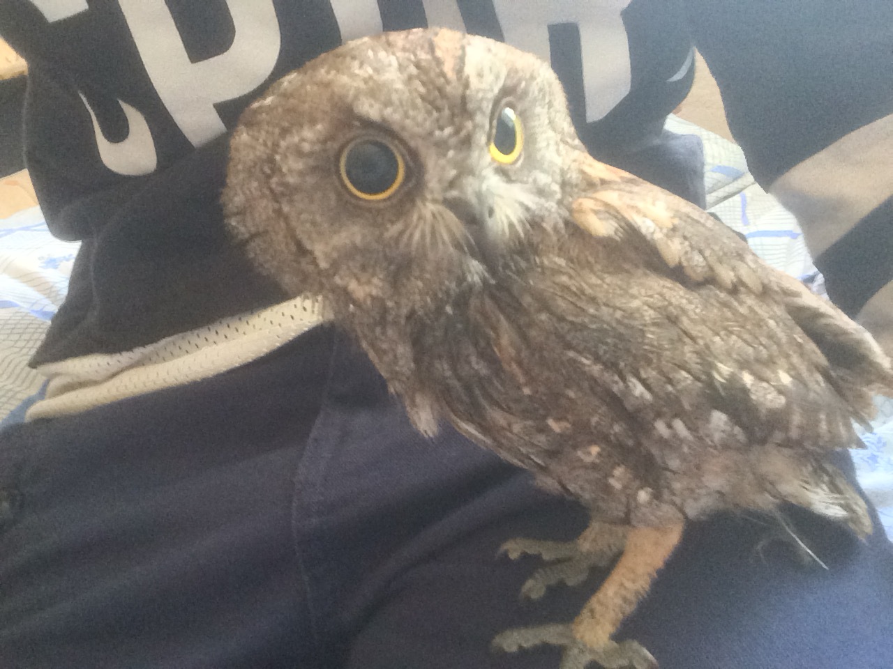 Owlet - My, Owl, Sorry for the bird, Veterinary, Predator