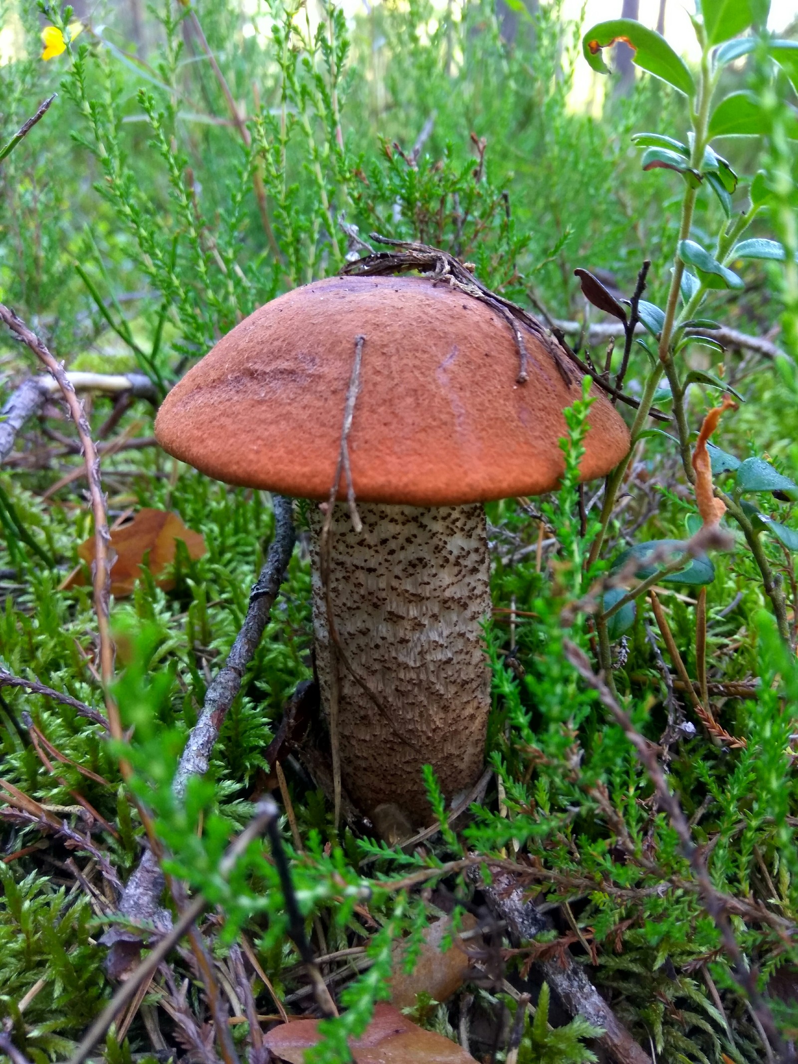 The perfect Saturday is when - My, Mushrooms, Forest, Clean forest, Protection of Nature, Boletus, Chanterelles, Saturday, Longpost