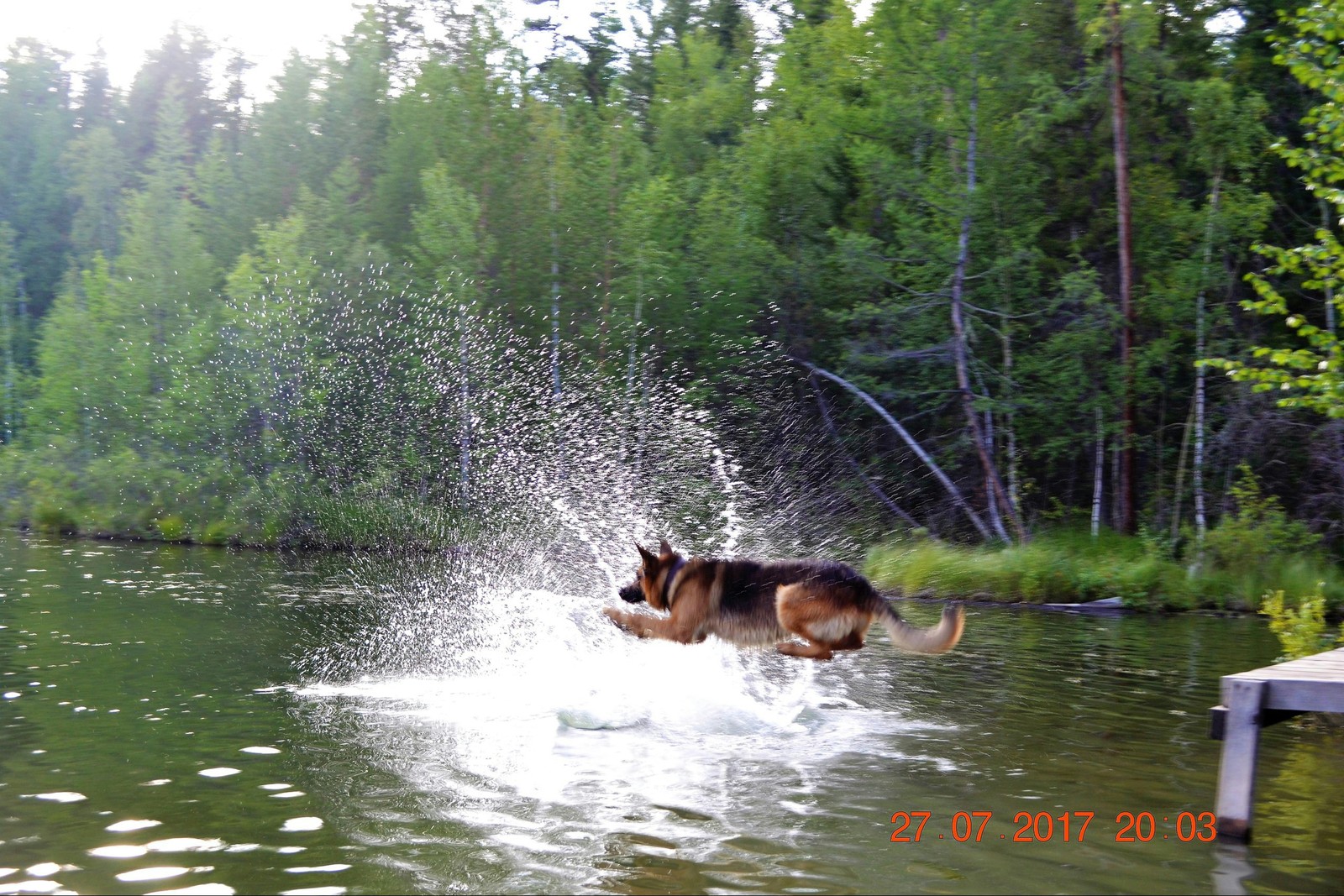 Dog handler's rest - My, Bathing, Lake, Dog, Bathing