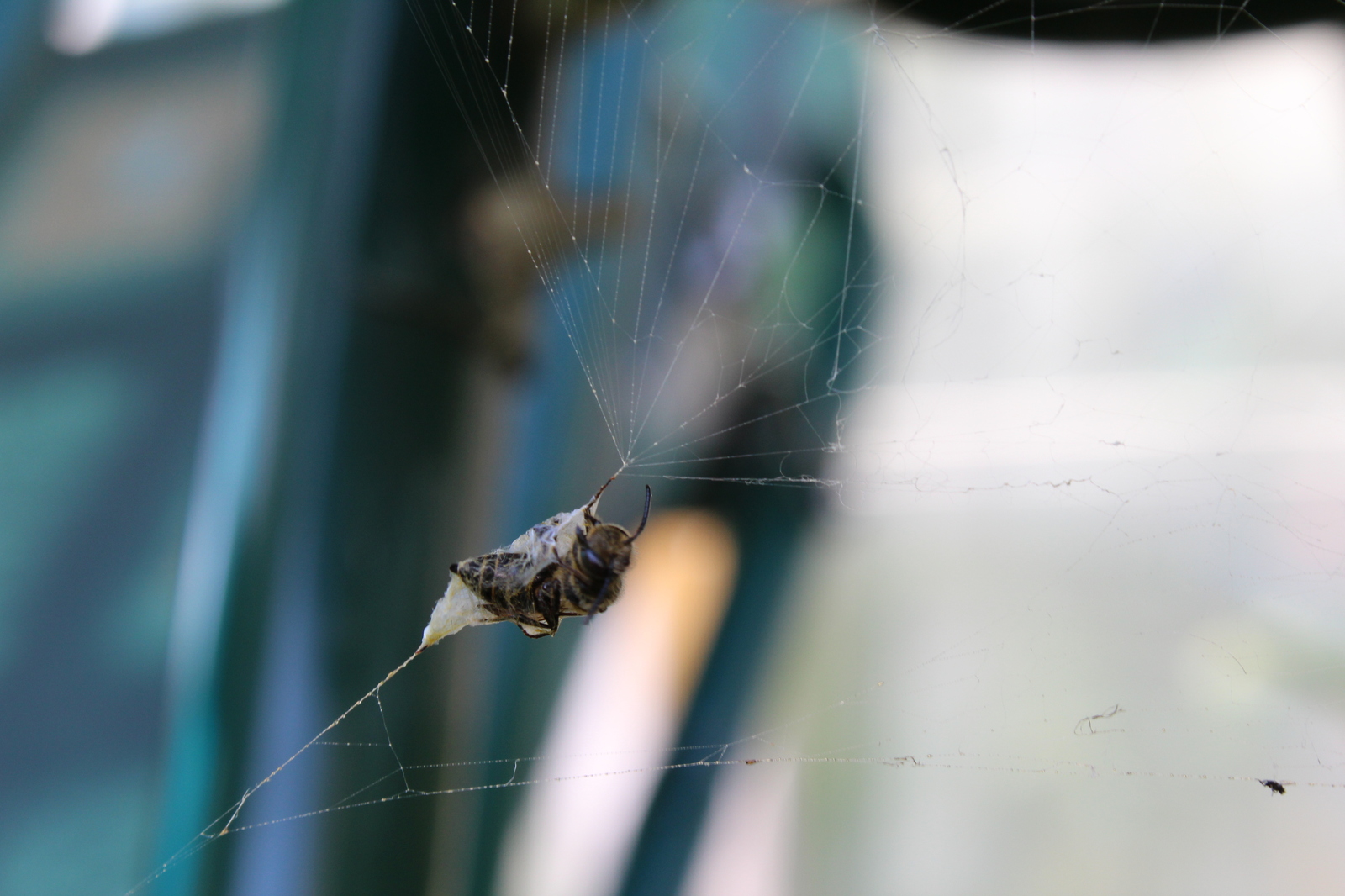 Hung on a spider party - My, Canon 1200d, Canon, Macro, Wasp, Insects, Sheksna, Longpost, Macro photography