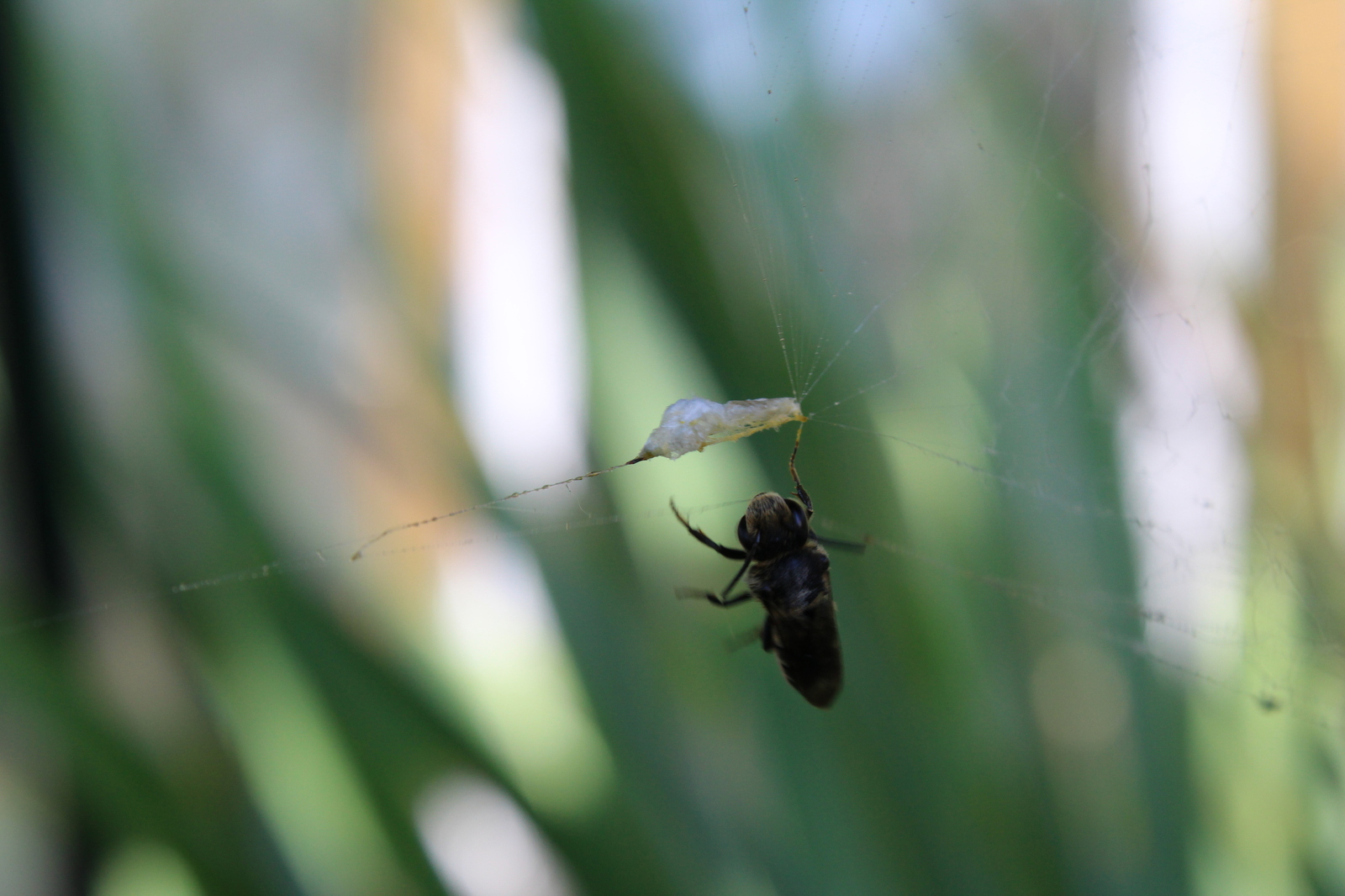 Hung on a spider party - My, Canon 1200d, Canon, Macro, Wasp, Insects, Sheksna, Longpost, Macro photography