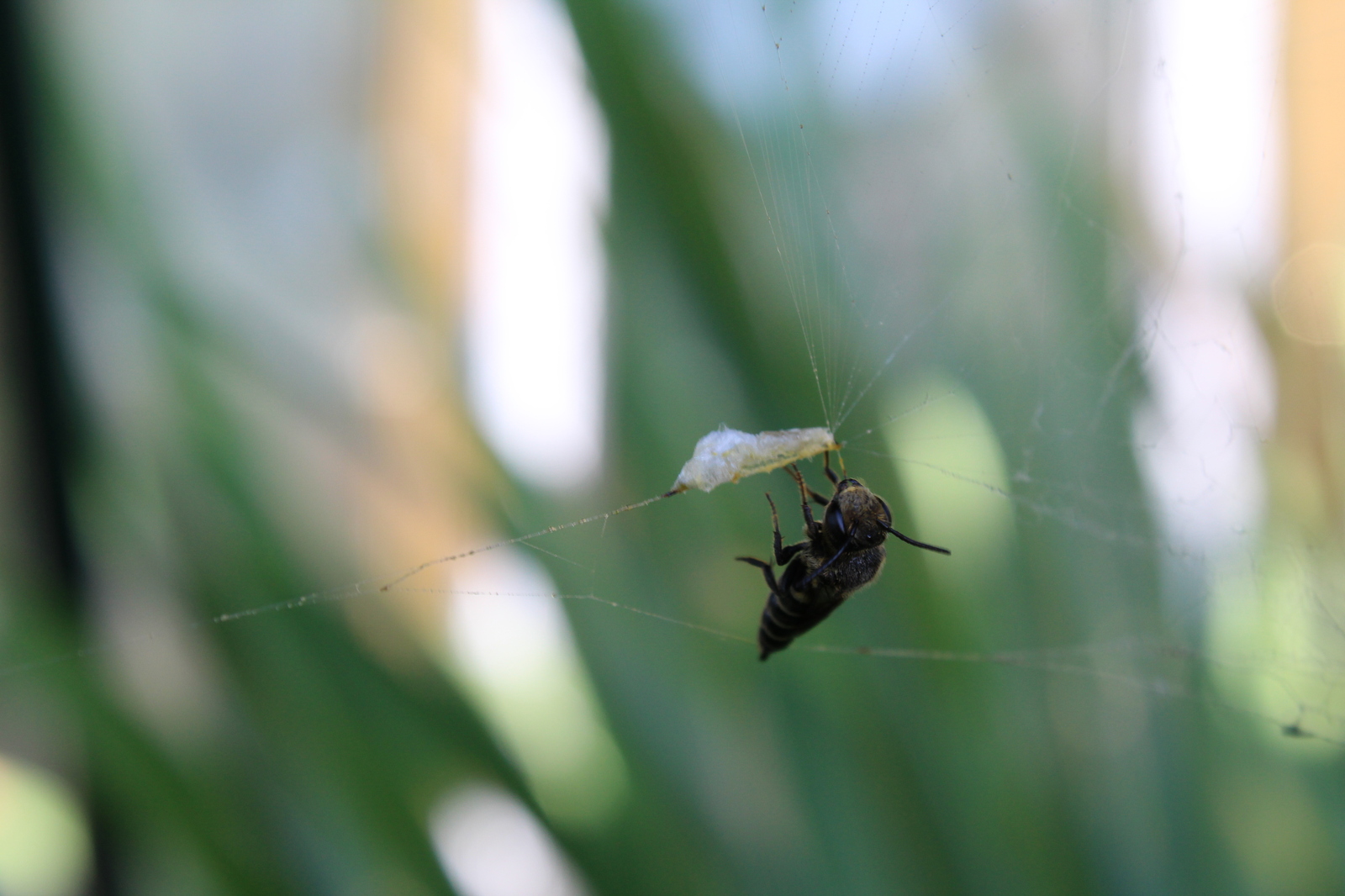 Hung on a spider party - My, Canon 1200d, Canon, Macro, Wasp, Insects, Sheksna, Longpost, Macro photography