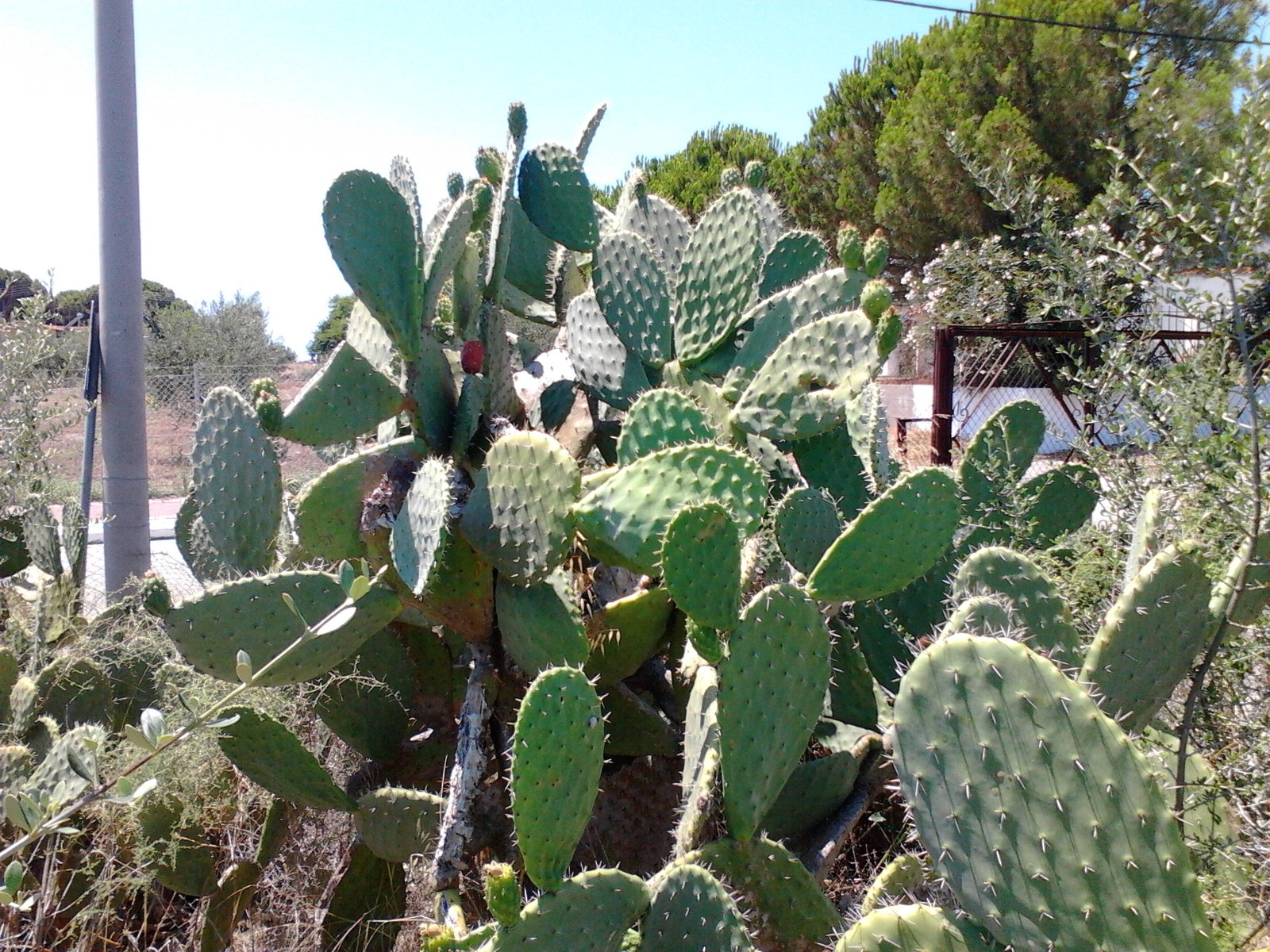 They pricked, cried, but continued ... - My, Cactus, , Greece, Ouch, My, Longpost