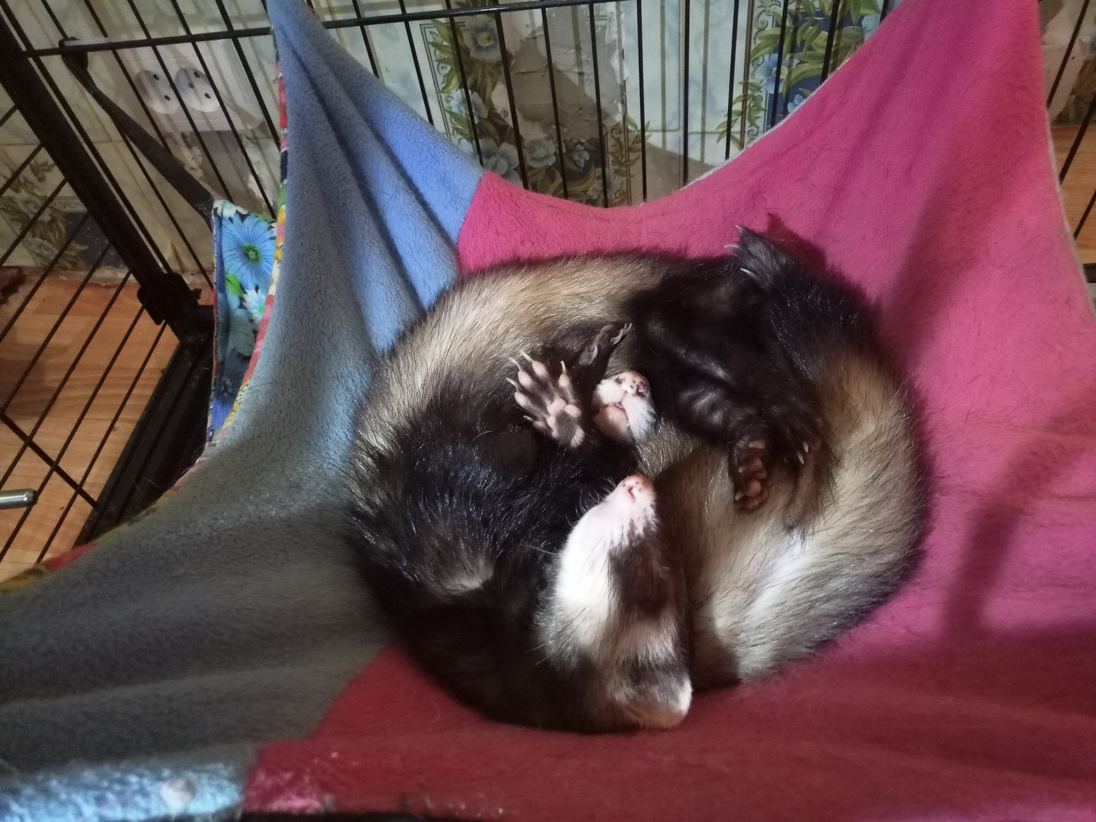 Horin yin and yang - My, Ferret, Dream, , Yin Yang, Milota, Video