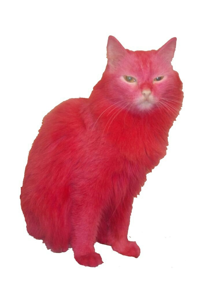 Покажи red cat. Красный кот. Розовая кошка. Красный котенок. Красный кот порода.