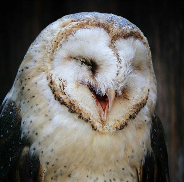 happy barn owl - Owl, Barn owl, Birds, Joy, The photo