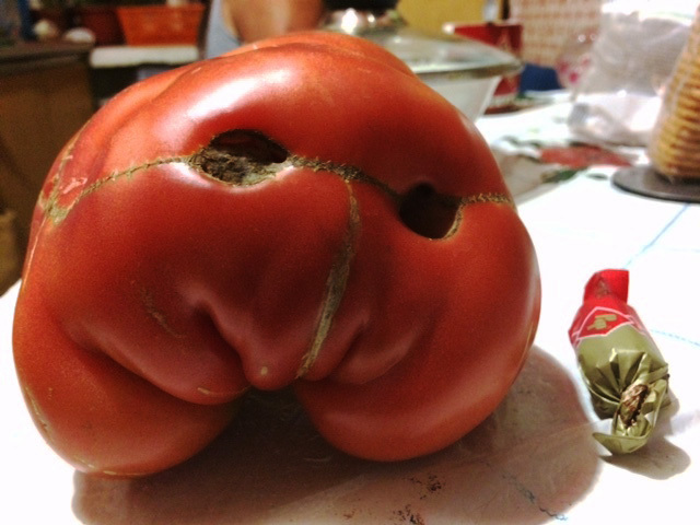 Signor Tomato - My, Tomatoes, Pareidolia, , Growing, Longpost