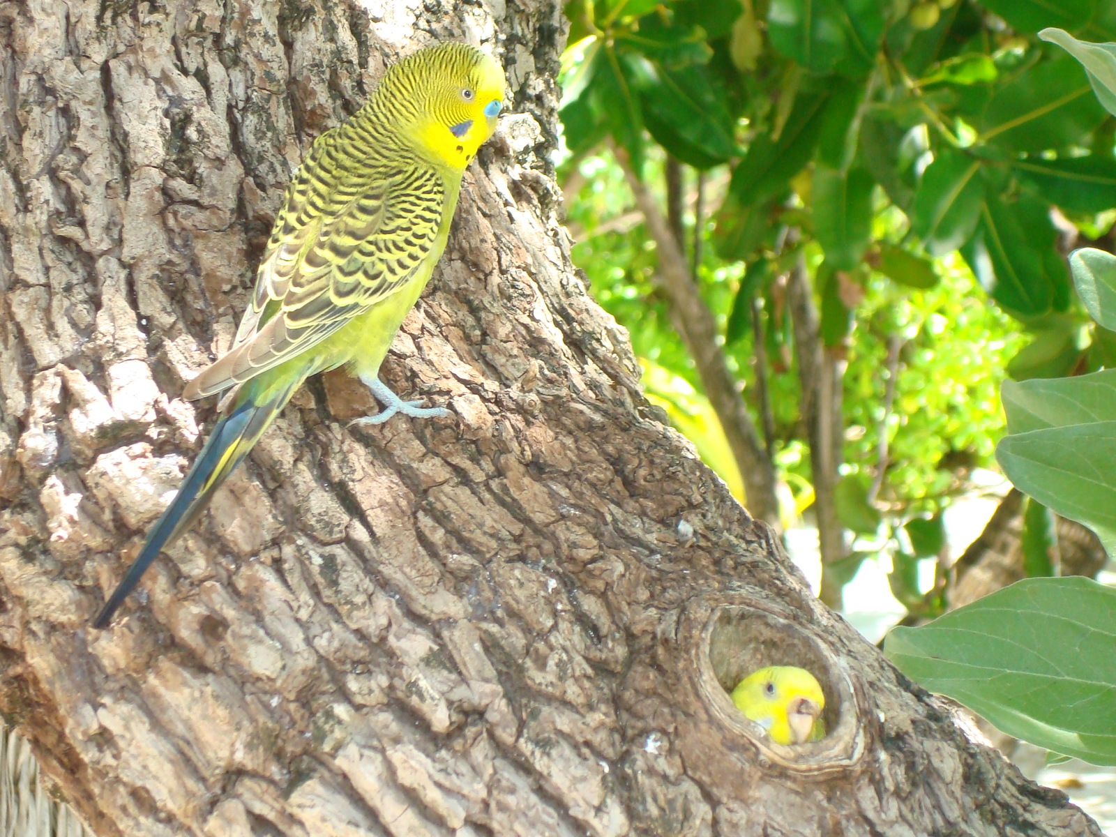 Parrots in the Maldives - My, Budgies, Maldives, , 