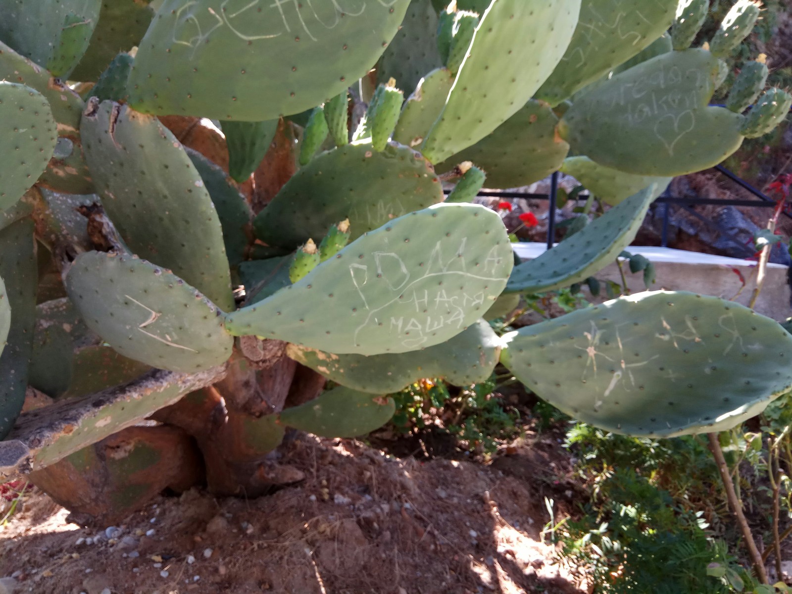 Turkish painted cactus - My, Turkey, Cactus, Pamukkale, Hieroglyphs