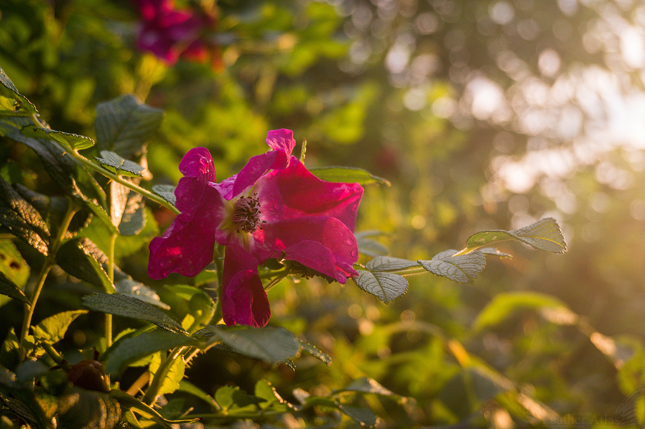 Last Summer Friday 2017 - My, Featheratlas, Nature, Landscape, Flowers, August, Summer, Volga, Sunset, Longpost, Volga river