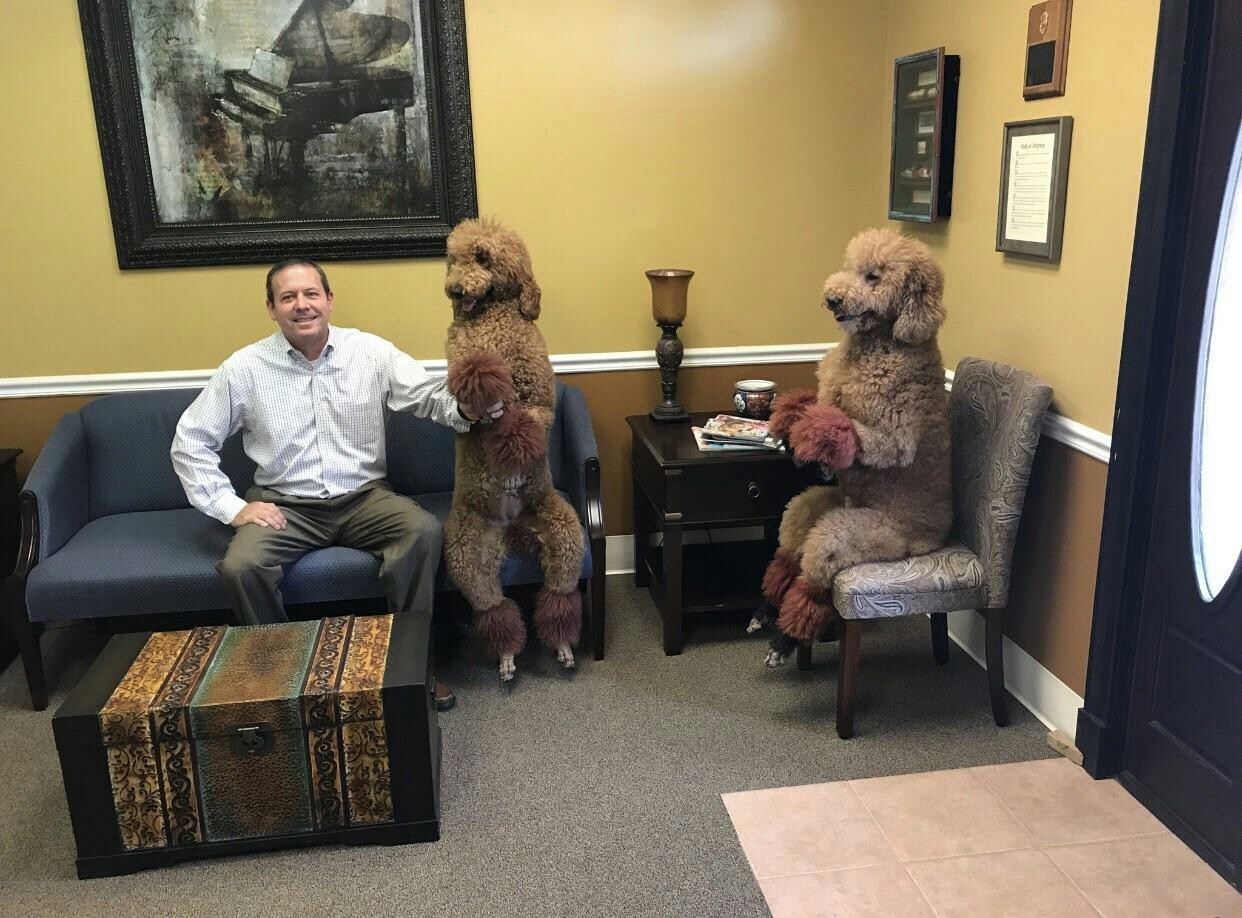 The client took his poodles to meet my father. - Dog, Poodle