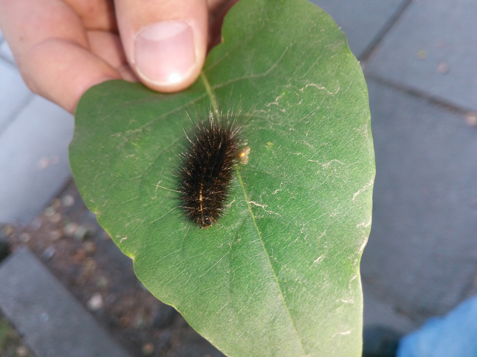 fluffy caterpillar - My, Caterpillar, Insects, The photo