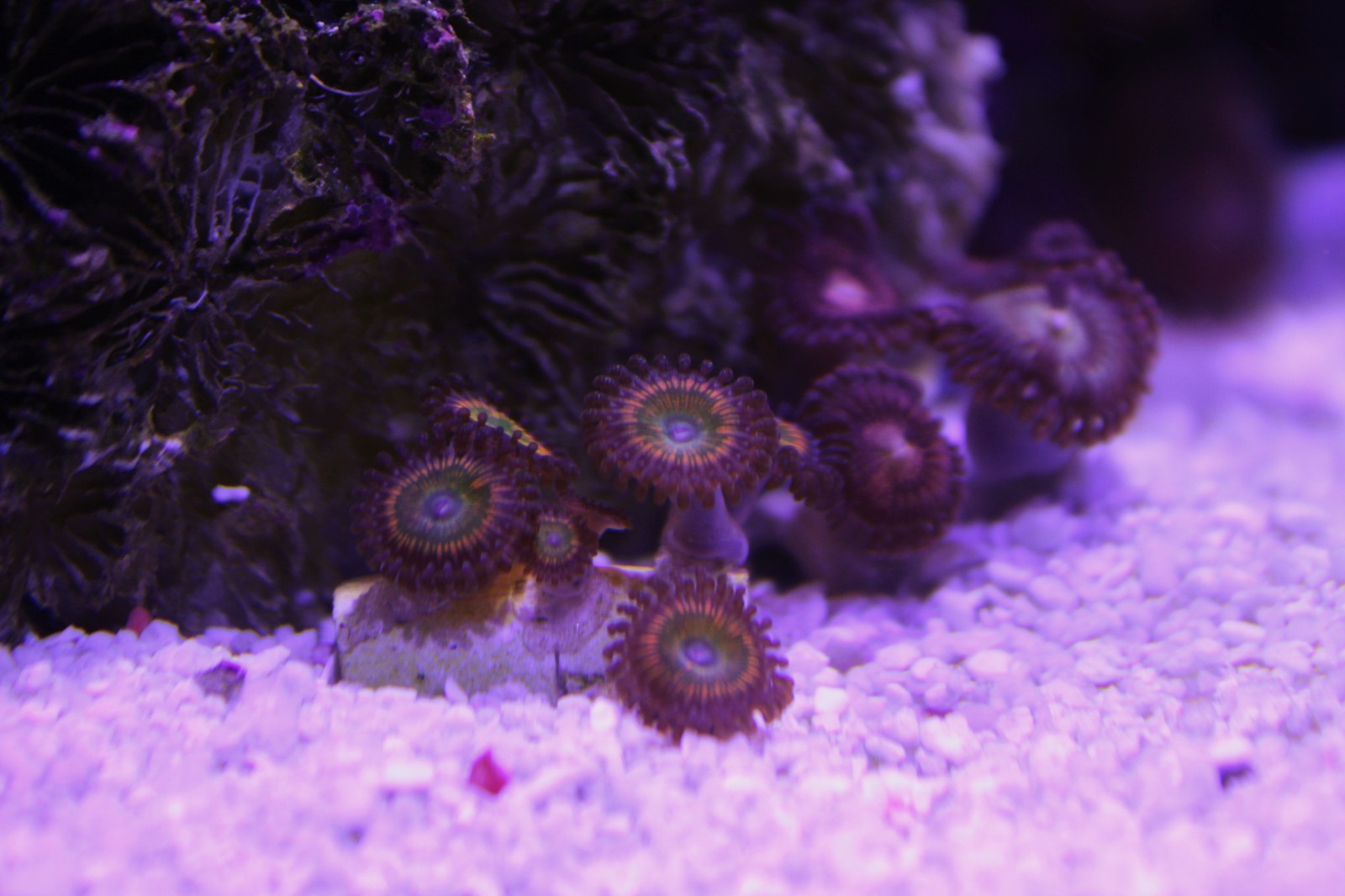 The practical side of starting a marine nano aquarium - My, , Reef, Nanotechnology, Aquarium, Longpost