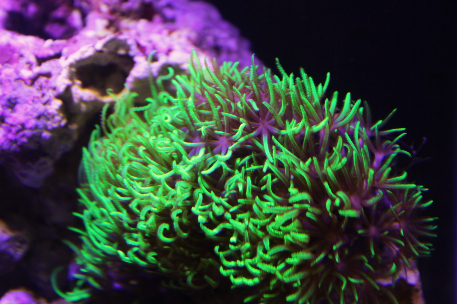 The practical side of starting a marine nano aquarium - My, , Reef, Nanotechnology, Aquarium, Longpost