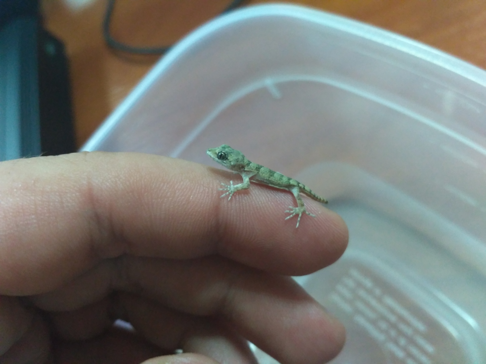 cute gecko - My, Lizard, Crimean gecko, Yalta, The photo, Fingers