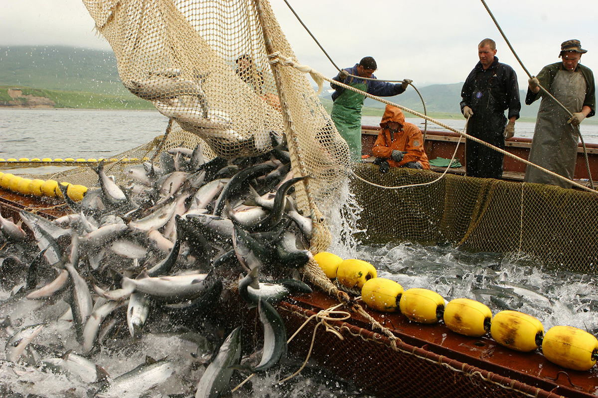 Fishing - Fishing, Kamchatka, Poachers