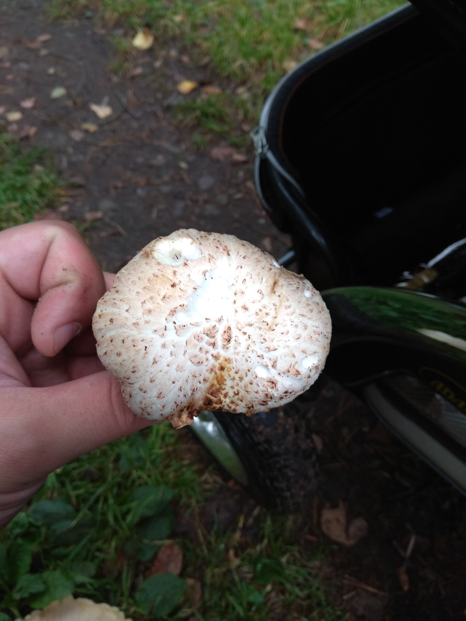 What kind of mushroom? - My, Mushrooms, , Silent hunt, Question, , Longpost