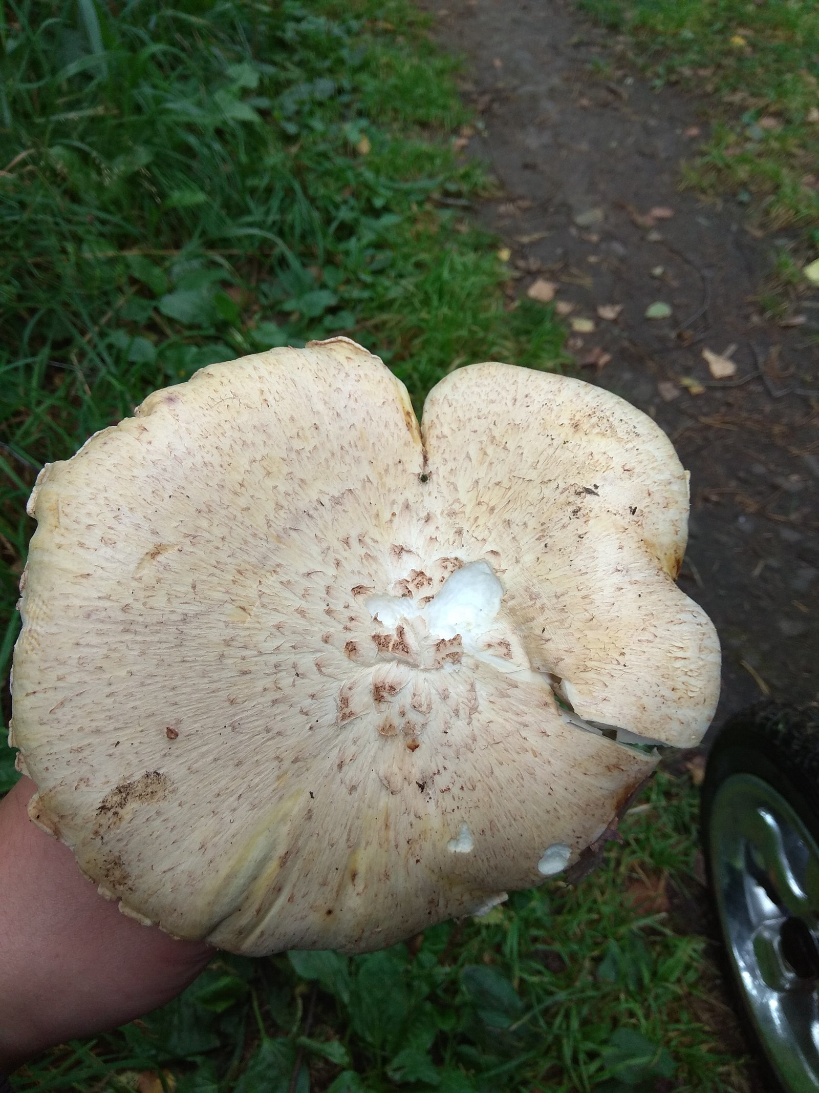 What kind of mushroom? - My, Mushrooms, , Silent hunt, Question, , Longpost