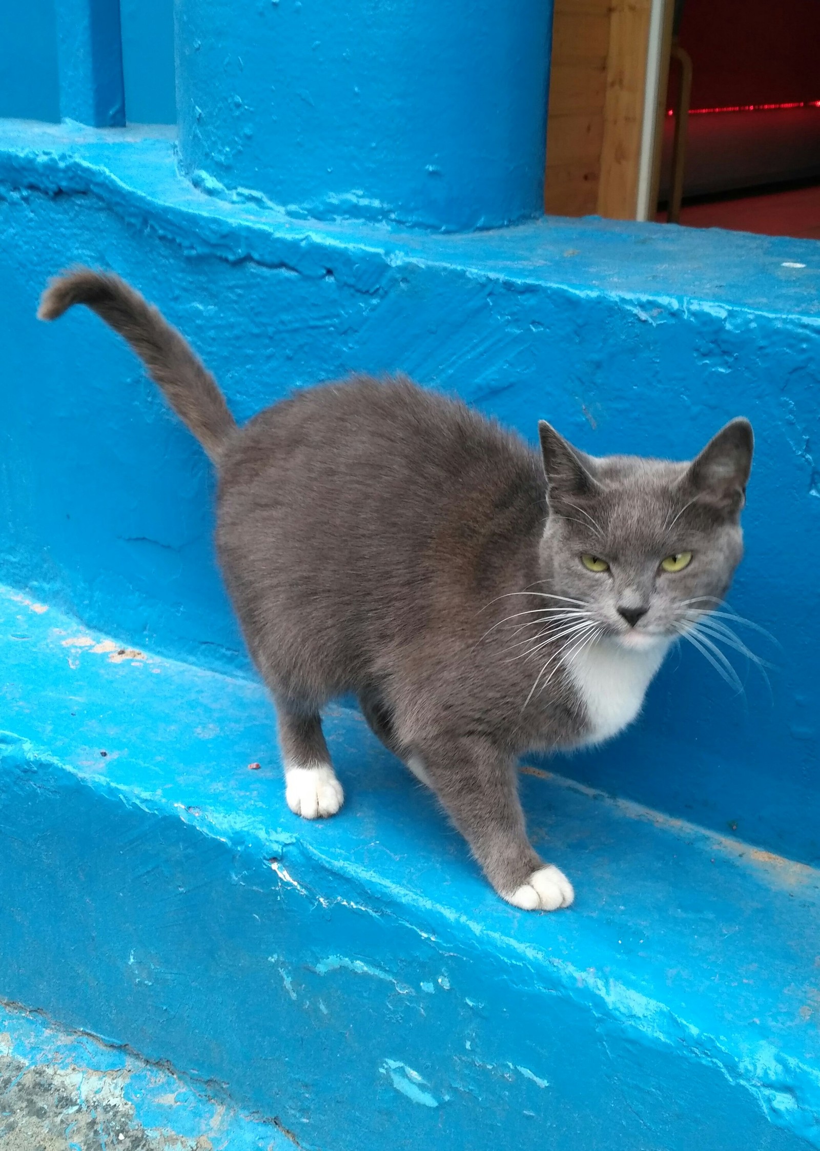 Found cat 9a microdistrict Kozhukhovo!!! - Lost, , Search for animals, Longpost, cat, Help, Helping animals